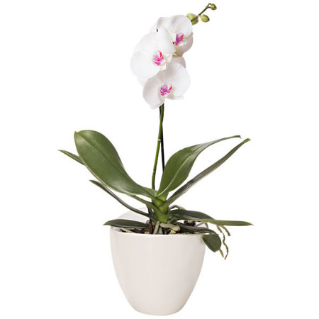 Orchidée Phalaenopsis en Vase